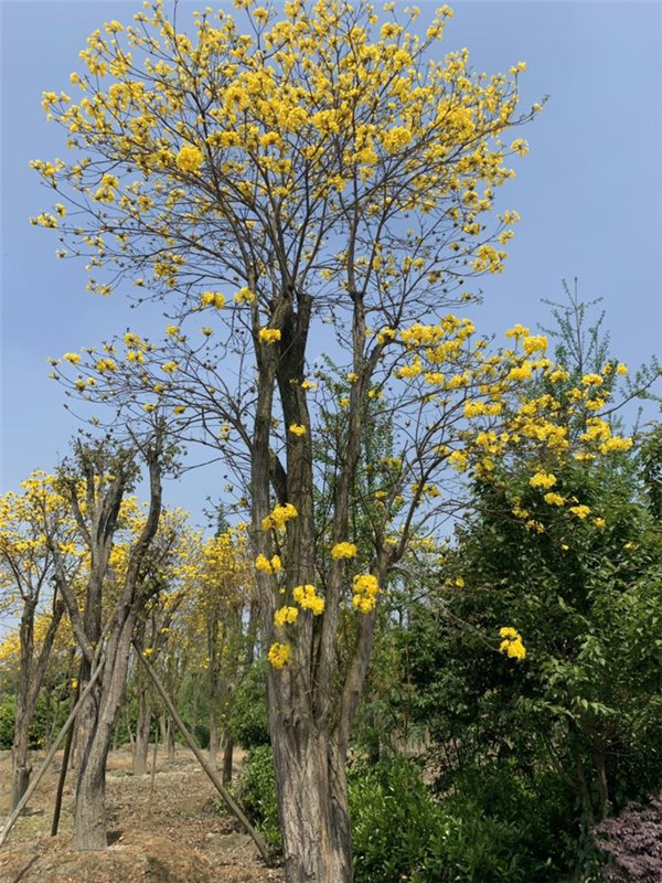 黄花风铃木图片