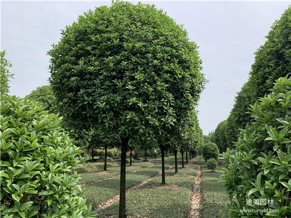 桂花图片