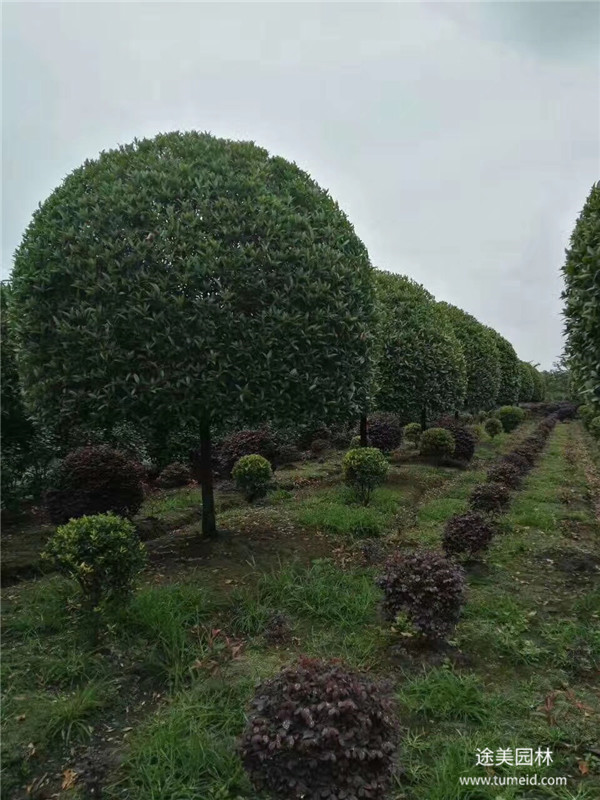 桂花树图片