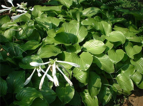 花叶玉簪图片