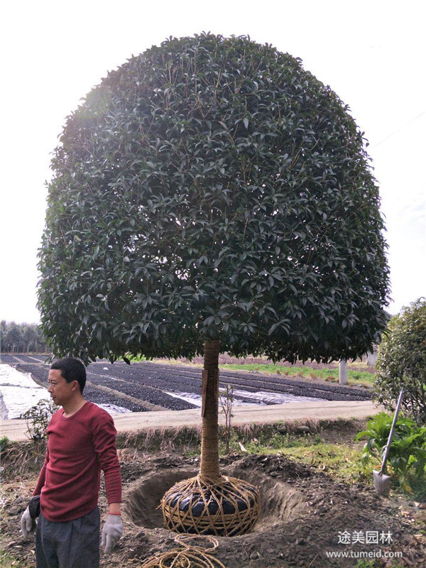 桂花树图片