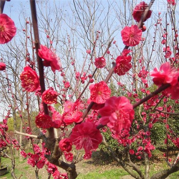 骨里红梅花图片