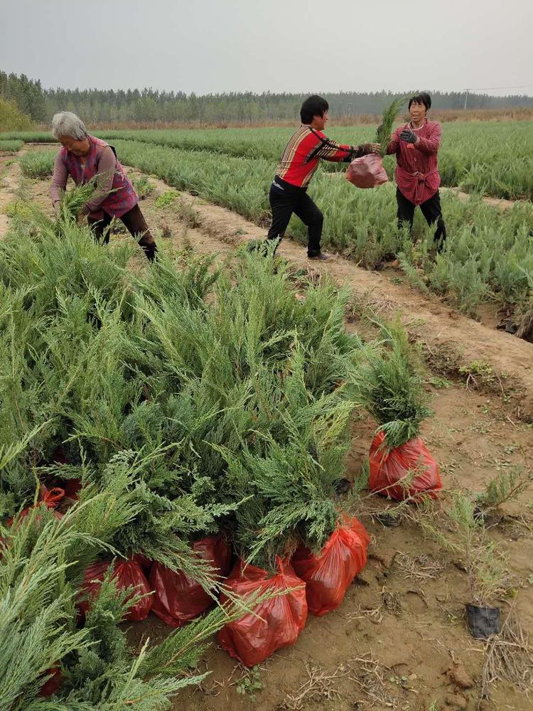 12月份能栽植铺地柏吗？