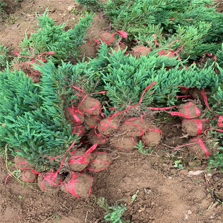 12月份能栽植铺地柏吗？