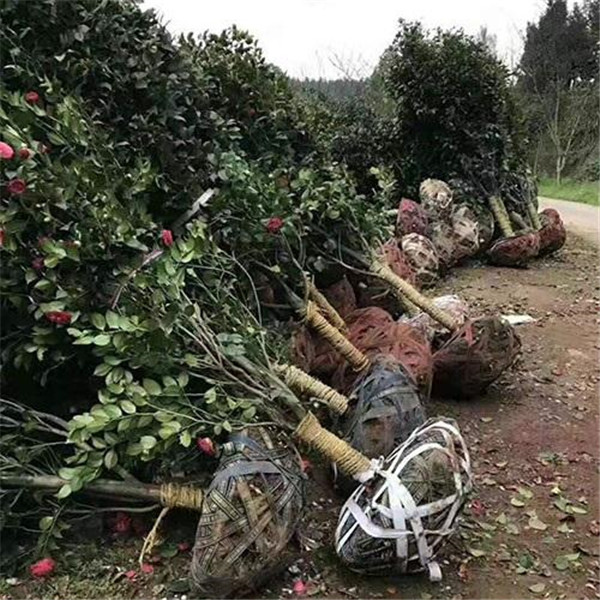 山茶花起苗中图片