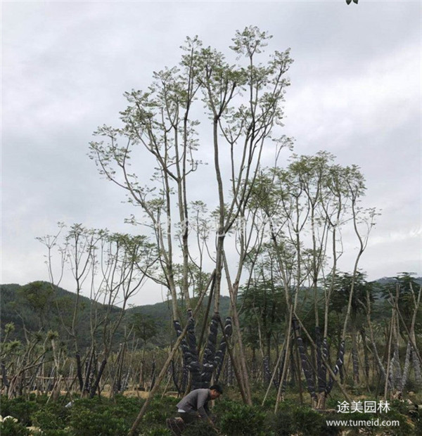 贵州丛生蓝花楹基地图片