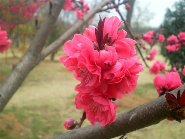 碧桃6月份可以种植吗？