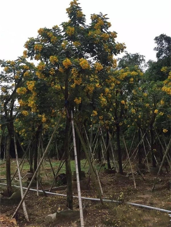 黄花槐图片