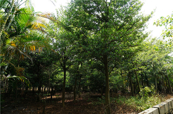 水石榕基地实拍图片