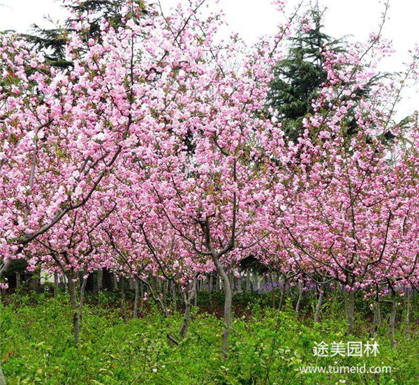 西府海棠基地实拍图片