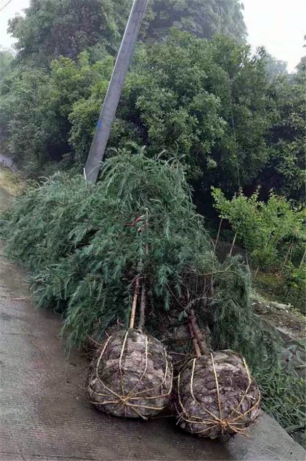 雪松适合秋季种植吗？