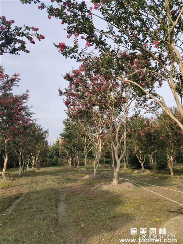 成都紫薇基地实拍图