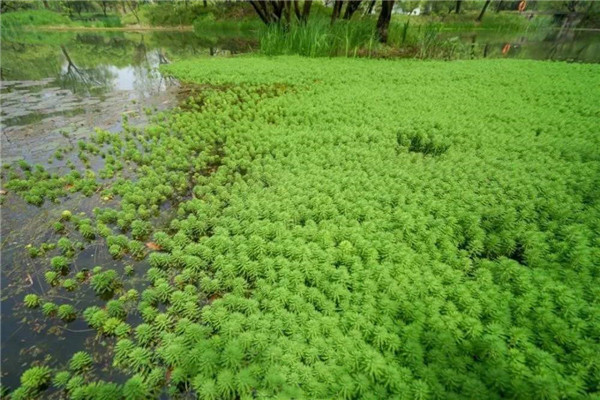 水生植物图片