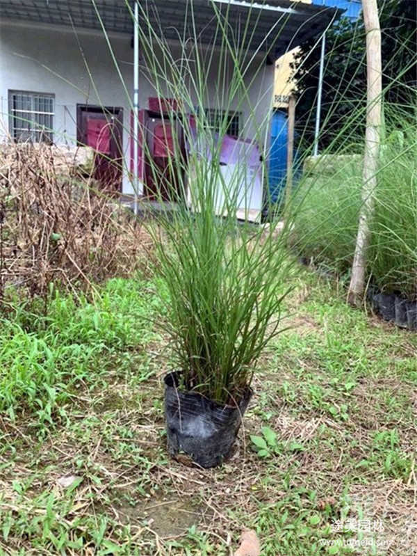 水生植物图片