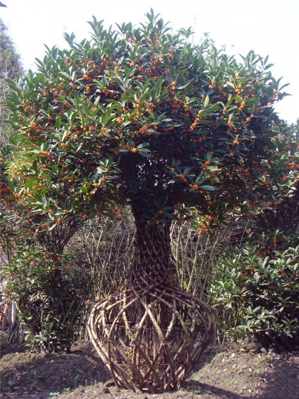 桂花花瓶图片