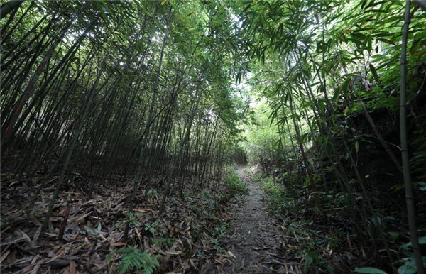 方竹基地实拍图